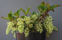 Ribes laurifolium 'Mrs Amy doncaster'